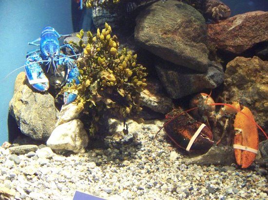 Maine State Aquarium